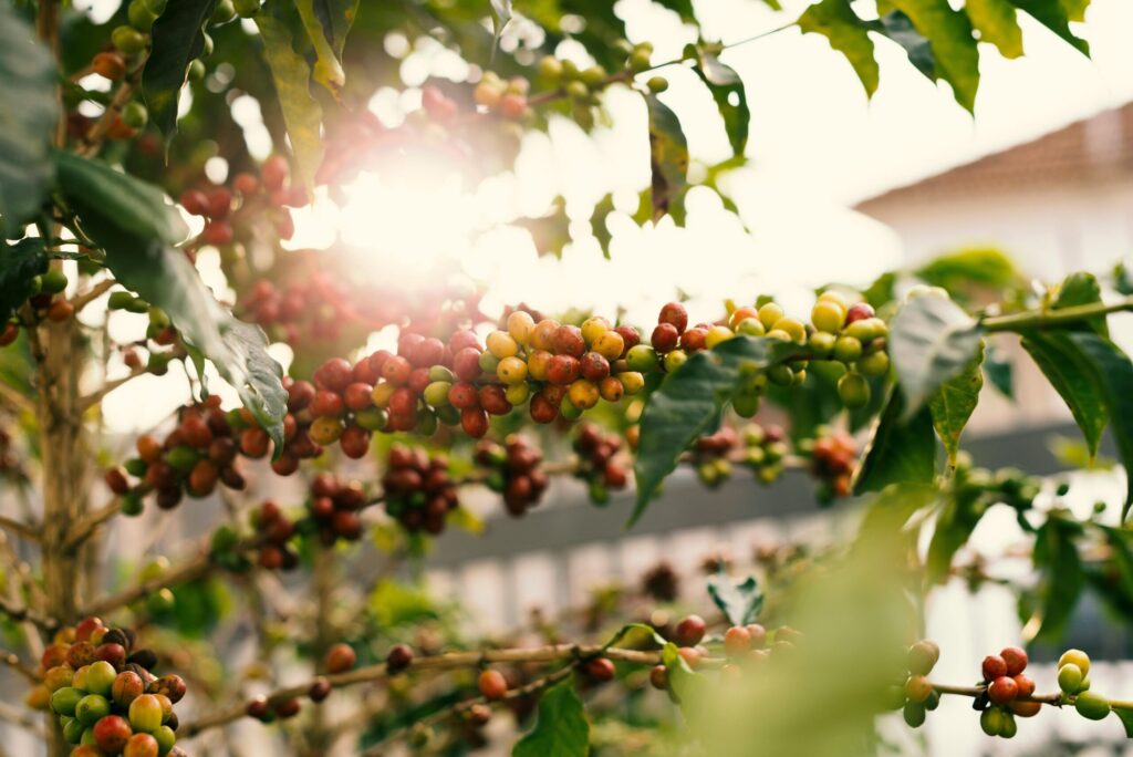 The journey of your coffee